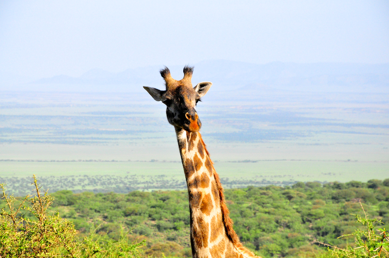 Ngorongoro Crater - Serengeti National Park
